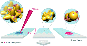 Graphical abstract: Design of SERS nanotags for multiplexed lateral flow immunoassays