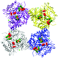 Graphical abstract: Mechanistic insight into the heme-independent interplay between iron and carbon monoxide in CFTR and Slo1 BKCa channels