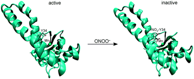 Graphical abstract: Human Mn-superoxide dismutase inactivation by peroxynitrite: a paradigm of metal-catalyzed tyrosine nitration in vitro and in vivo