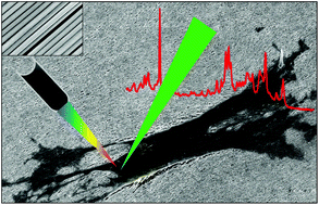 Graphical abstract: One further step to cell behaviour understanding