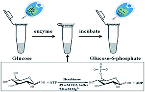 Graphical abstract: One-step detection of hexokinase activity using a personal glucose meter