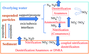 Graphical abstract: The cycle of nitrogen in river systems: sources, transformation, and flux
