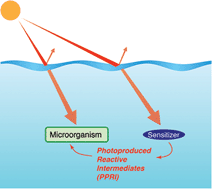 Graphical abstract: Sunlight-mediated inactivation of health-relevant microorganisms in water: a review of mechanisms and modeling approaches