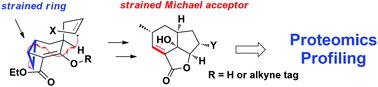 Graphical abstract: Enantioselective syntheses and application of 4-epi-galiellalactone and the corresponding activity-based probe: from strained bicycles to strained tricycles