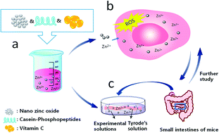 Graphical abstract: Toxic effects of zinc oxide nanoparticles combined with vitamin C and casein phosphopeptides on gastric epithelium cells and the intestinal absorption of mice