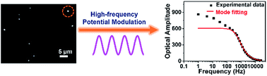 Graphical abstract: Electrochemical impedance spectroscopy of single Au nanorods