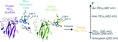 Graphical abstract: Engineering a bifunctional copper site in the cupredoxin fold by loop-directed mutagenesis