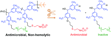 Graphical abstract: Self-immolative polymers with potent and selective antibacterial activity by hydrophilic side chain grafting