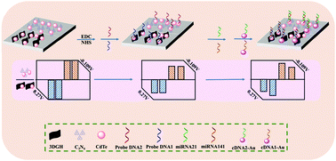 Graphical abstract: A universal photoelectrochemical biosensor for dual microRNA detection based on two CdTe nanocomposites