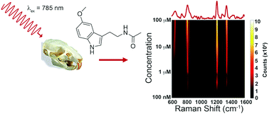 Graphical abstract: Surface-enhanced spatially-offset Raman spectroscopy (SESORS) for detection of neurochemicals through the skull at physiologically relevant concentrations