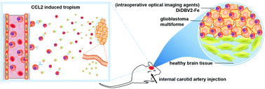 Graphical abstract: Engineering microglia as intraoperative optical imaging agent vehicles potentially for fluorescence-guided surgery in gliomas