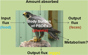 Graphical abstract: Mass balance study of brominated flame retardants in female captive peregrine falcons