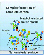 Graphical abstract: The rise of the nanomaterial metabolite corona, and emergence of the complete corona