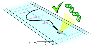 Graphical abstract: Two-dimensional planar swimming selects for high DNA integrity sperm