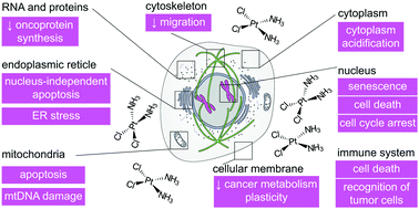 Graphical abstract: Unexpected therapeutic effects of cisplatin