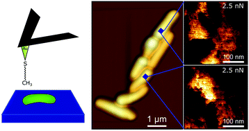 Graphical abstract: Fast chemical force microscopy demonstrates that glycopeptidolipids define nanodomains of varying hydrophobicity on mycobacteria