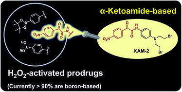 Graphical abstract: Introduction of the α-ketoamide structure: en route to develop hydrogen peroxide responsive prodrugs