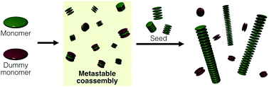 Graphical abstract: Living supramolecular polymerization based on reversible deactivation of a monomer by using a ‘dummy’ monomer