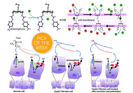 Graphical abstract: Anion carriers as potential treatments for cystic fibrosis: transport in cystic fibrosis cells, and additivity to channel-targeting drugs