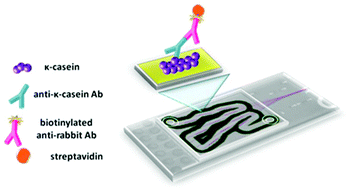 Graphical abstract: Rapid detection of mozzarella and feta cheese adulteration with cow milk through a silicon photonic immunosensor