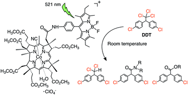 Graphical abstract: Synthesis of a B12–BODIPY dyad for B12-inspired photochemical transformations of a trichloromethylated organic compound