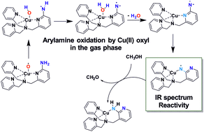 Graphical abstract: Copper arylnitrene intermediates: formation, structure and reactivity