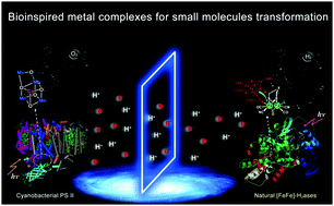 Graphical abstract: Bioinspired metal complexes for energy-related photocatalytic small molecule transformation