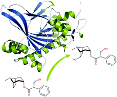 Graphical abstract: Regioselectivity of hyoscyamine 6β-hydroxylase-catalysed hydroxylation as revealed by high-resolution structural information and QM/MM calculations