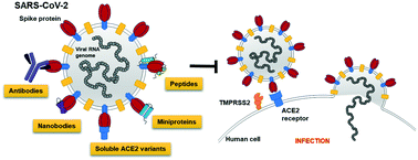 Graphical abstract: Targeting the SARS-CoV-2-spike protein: from antibodies to miniproteins and peptides