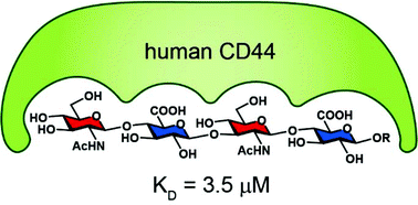 Graphical abstract: Synthesis of hyaluronic acid oligosaccharides with a GlcNAc–GlcA repeating pattern and their binding affinity with CD44