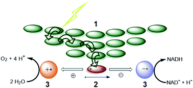 Graphical abstract: Supramolecular strategies in artificial photosynthesis