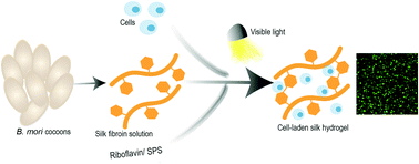 Graphical abstract: Rapid and cytocompatible cell-laden silk hydrogel formation via riboflavin-mediated crosslinking