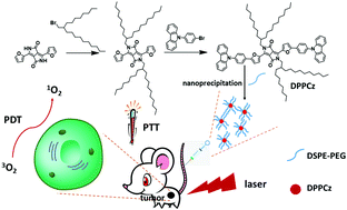 Graphical abstract: A carbazole functionalized semiconducting compound as a heavy atom free photosensitizer for phototherapy against lung cancer