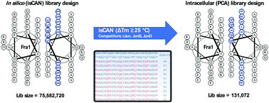 Graphical abstract: Combined computational and intracellular peptide library screening: towards a potent and selective Fra1 inhibitor