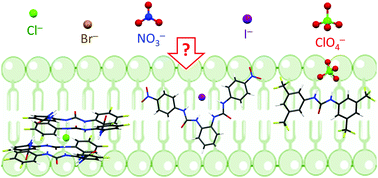 Graphical abstract: Measuring anion transport selectivity: a cautionary tale