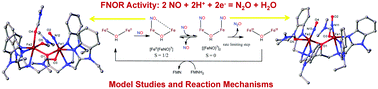 Graphical abstract: Reduction of NO by diiron complexes in relation to flavodiiron nitric oxide reductases