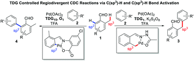 Graphical abstract: Regiodivergent CDC reactions of aromatic aldehydes with unactivated arenes controlled by transient directing strategy