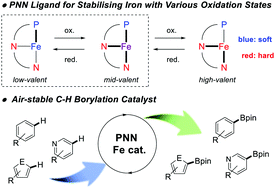 Graphical abstract: Chemically robust and readily available quinoline-based PNN iron complexes: application in C–H borylation of arenes