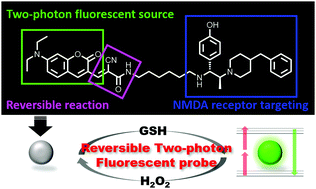 Graphical abstract: A coumarin-based reversible two-photon fluorescence probe for imaging glutathione near N-methyl-d-aspartate (NMDA) receptors