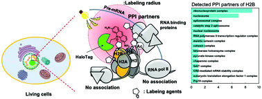 Graphical abstract: Intracellular photocatalytic-proximity labeling for profiling protein–protein interactions in microenvironments