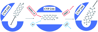 Graphical abstract: Emerging investigator series: human CYP2A6 catalyzes the oxidation of 6:2 fluorotelomer alcohol