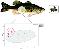 Graphical abstract: Emerging investigator series: examination of the gastrointestinal lipidome of largemouth bass exposed to dietary single-walled carbon nanotubes