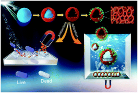Graphical abstract: Magnetic conjugated microporous polymer hollow spheres decorated with Fe3O4 nanoparticles for selective absorption and sterilization