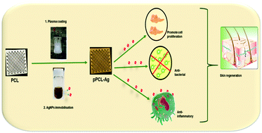 Graphical abstract: Plasma assisted design of biocompatible 3D printed PCL/silver nanoparticle scaffolds: in vitro and in vivo analyses