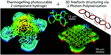 Graphical abstract: Freeform direct laser writing of versatile topological 3D scaffolds enabled by intrinsic support hydrogel