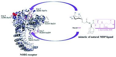 Graphical abstract: Mannosylated adamantane-containing desmuramyl peptide recognition by the NOD2 receptor: a molecular dynamics study