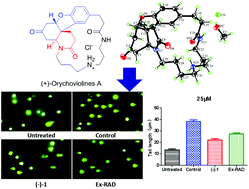 Graphical abstract: Pentacyclic spermidine alkaloids with radioprotective and anti-inflammatory activities from Orychophragmus violaceus