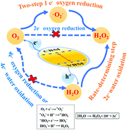 Graphical abstract: Highly efficient photosynthesis of H2O2via two-channel pathway photocatalytic water splitting