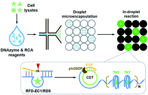 Graphical abstract: Single bacteria detection by droplet DNAzyme-coupled rolling circle amplification