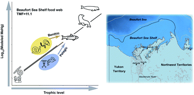 Graphical abstract: Investigating the dynamics of methylmercury bioaccumulation in the Beaufort Sea shelf food web: a modeling perspective